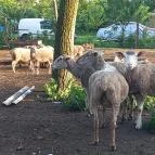 Csipke Porta Vendégház Cserépfalu - Egyéb