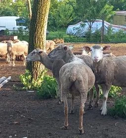 Csipke Porta Vendégház