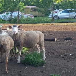 Csipke Porta Vendégház Cserépfalu - Egyéb