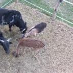 Hotel Vécsecity Hernádvécse - Egyéb