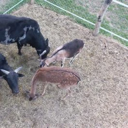 Hotel Vécsecity Hernádvécse - Egyéb