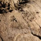 Ipolytarnóci Ősmaradványok Természetvédelmi Terület Ipolytarnóc - 