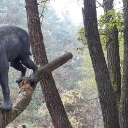Ipolytarnóci Ősmaradványok Természetvédelmi Terület Ipolytarnóc - Egyéb