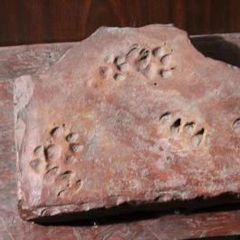 Ipolytarnóci Ősmaradványok Természetvédelmi Terület Ipolytarnóc - Egyéb