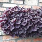 Ittlennio Vendégház Szilvásvárad - Egyéb