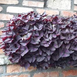 Ittlennio Vendégház, Szilvásvárad - Egyéb