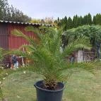 Joli Apartman Balatonmáriafürdő - Egyéb