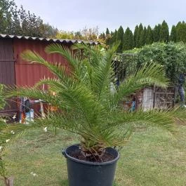 Joli Apartman Balatonmáriafürdő - Egyéb