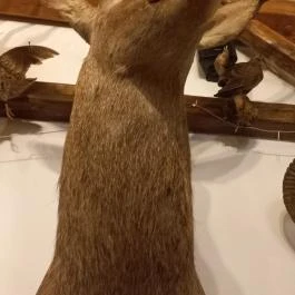 Kemencés Fogadó Étterme Tardos - Egyéb