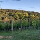 Kerekes Pince Balatonalmádi - Egyéb