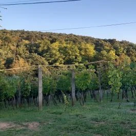 Kerekes Pince, Balatonalmádi - Egyéb