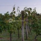 Kerekes Pince Balatonalmádi - Egyéb