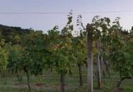 Kerekes Pince Balatonalmádi