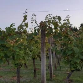 Kerekes Pince, Balatonalmádi - Egyéb