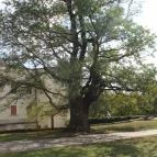 Rákóczi vár Sárospatak - 