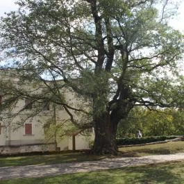 Rákóczi vár, Sárospatak - 