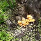 Vácrátóti Arborétum Vácrátót - 