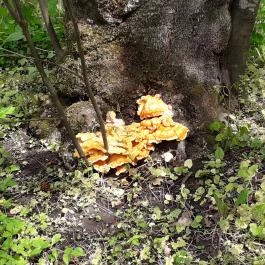 Vácrátóti Arborétum Vácrátót - Egyéb