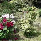 Vácrátóti Arborétum Vácrátót - 