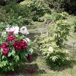 Vácrátóti Arborétum Vácrátót - Egyéb