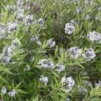 Vácrátóti Arborétum Vácrátót - 