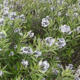 Vácrátóti Arborétum Vácrátót - Egyéb