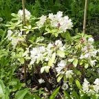 Vácrátóti Arborétum Vácrátót - 