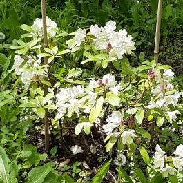 Vácrátóti Arborétum Vácrátót - Egyéb