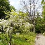 Vácrátóti Arborétum Vácrátót - 