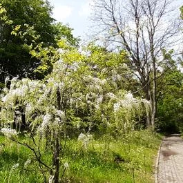 Vácrátóti Arborétum Vácrátót - Egyéb