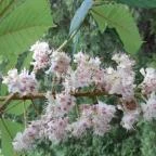 Vácrátóti Arborétum Vácrátót - 