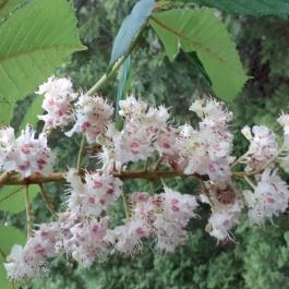 Vácrátóti Arborétum Vácrátót - Egyéb