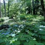 Vácrátóti Arborétum Vácrátót - 