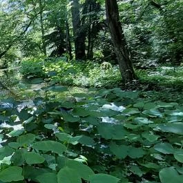 Vácrátóti Arborétum Vácrátót - Egyéb