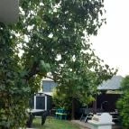 Mandorla Apartman Balatonalmádi - Egyéb