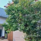 Mandorla Apartman Balatonalmádi - Egyéb