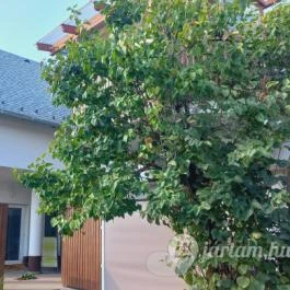 Mandorla Apartman Balatonalmádi - Egyéb