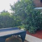 Mandorla Apartman Balatonalmádi - Egyéb