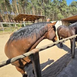 Paripa Csárda, Debrecen - Külső kép