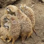 Pécsi Állatkert Pécs - Egyéb