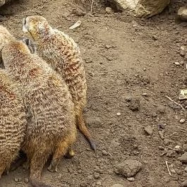 Pécsi Állatkert, Pécs - Egyéb