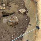 Pécsi Állatkert Pécs - Egyéb