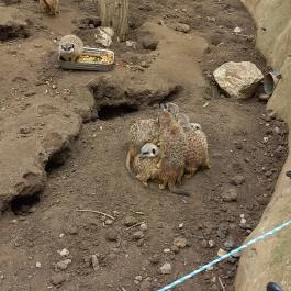 Pécsi Állatkert, Pécs - Egyéb