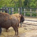 Pécsi Állatkert Pécs - Egyéb