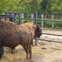 Pécsi Állatkert, Pécs - Egyéb