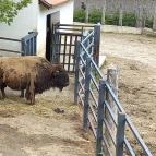 Pécsi Állatkert Pécs - Egyéb