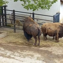 Pécsi Állatkert, Pécs - Egyéb