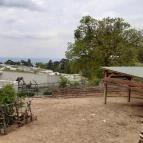 Pécsi Állatkert Pécs - Egyéb