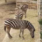 Pécsi Állatkert Pécs - Egyéb