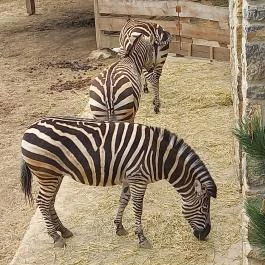 Pécsi Állatkert, Pécs - Egyéb